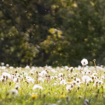 White Dandilions